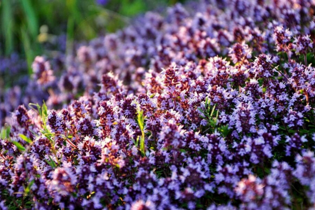 thyme to increase potency